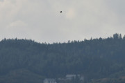 Dem bor fint her oppe ved naturreservatet