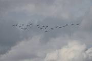 Så jeg følger helle flokken til de kommer til blå himmel