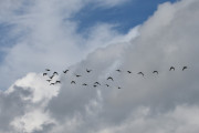 Flekker med blå himmel mente jeg