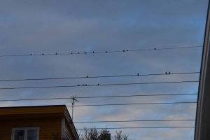 Tur til Grefsen 6 januar 2019