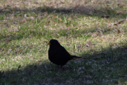 Men nå går jeg langs Slottsparken i Wergelandsveien og her er det fugler. Det første jeg ser er en Svarttrost hann