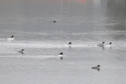 Det er mange fugler på Bogstadvannet i dag