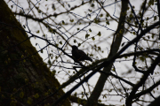En litt større fugl dukker opp i treet der borte