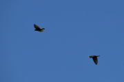To svære fugler flyr over oss, trodde først det var Ørn men det viste seg og være Kråker