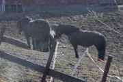 Jeg vurderer ikke hest til Brandbu, da går veteranbilen min fortere