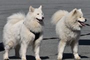 Skal vi prøve oss på hunderaser også, jeg gjetter Samojed. Da er vi på polarhund, ikke sant?