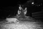 7 januar 2018 - Kun et katte som passerte forbi