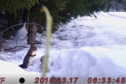 Knut 17 mars 2018 - Ekornet på farten tidlig om morgenen