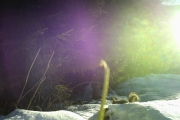 Knut 18 mars 2018 - Ekornet på farten tidlig morgen