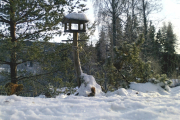 Knut 28 desember 2018 - Den løper tydeligvis opp og ned