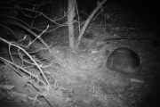 Knut 29 april 2018 - Grevlingen i Maridalen