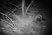 Knut 29 april 2018 - Grevlingen i Maridalen