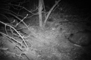 Knut 29 april 2018 - Grevlingen i Maridalen