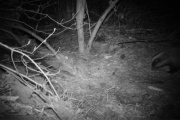 Knut 30 april 2018 - Grevlingen i Maridalen