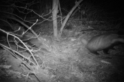 Knut 30 april 2018 - Grevlingen i Maridalen