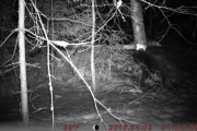 Knut 8 april 2018 - Bever i Maridalen