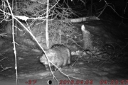 Knut 8 april 2018 - Bever i Maridalen