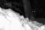 Knut 9 januar 2018 - Reven i Maridalen, dette har han ventet lenge på