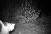 Morten 11 mai 2018 - Her kommer det en katt igjen som mange ganger før