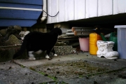 Morten 13 april 2018 - En katte spaserer forbi