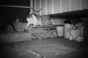 Morten 14 april 2018 - Er det en drektig katt som passerer her nå