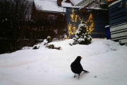 Morten 15 januar 2018 - Helt greit, dessuten er det ikke mer mat igjen
