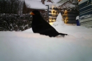 Morten 16 januar 2018 - Ja jeg vet, har ikke hatt tid til og måke