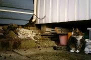 Morten 2 april 2018 - Og selvfølgelig følger katten med