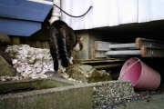 Morten 20 april 2018 - Siste katten for i dag