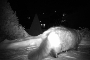 Morten 23 desember 2018 - Selvfølgelig er det kun en katte som kommer snikanes denne dagen