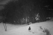 Morten 31 desember 2018 - De skulle ha sett alle rakettene våres, da hadde de ikke vært så blide