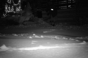 Morten 4 januar 2018 - Rådyr i hagen på Høyenhall