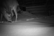 Morten 4 januar 2018 - Rådyr i hagen på Høyenhall