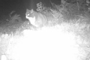 Knut 14 september 2019 - Katten i Maridalen