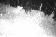 Knut 2 november 2019 - Reven i Maridalen, selvfølgelig gjorde vi han oppmerksom på fadesen og dette er da hans svar.....