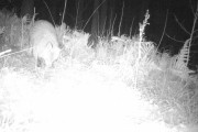 Knut 2 november 2019 - Reven i Maridalen, kameraet var litt lei seg, men virket jo og det blinket 5 ganger når jeg skrudde det på