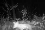 Knut 24 august 2019 - Reven i Maridalen