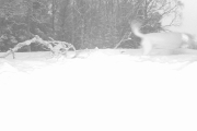 Knut 24 januar 2019 - Han legger ut åte og hva kommer ved Dausjøen, ble nok skuffa nå. Men har han stilt klokka?