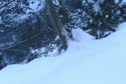 Knut 27 januar 2019 - Ekornet i Maridalen, tidlig på morgenen