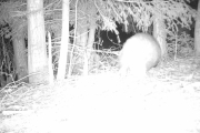 Knut 28 april 2019 - Grevlingen inni skogen ved Dausjøbrua