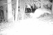 Knut 28 april 2019 - Grevlingen inni skogen ved Dausjøbrua