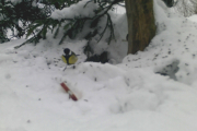 Knut 31 januar 2019 - Her dukker Kjøttmeisen opp i Maridalen, dette er før det begynner å snø