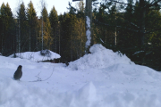 Knut 9 januar 2019 - En som er litt nysgjerrig på kamera?