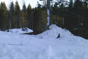 Knut 9 januar 2019 - Det virker som det er mange Dompaper her