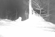 Knut 9 januar 2019 - Kattugle i Maridalen, den hører nok musene som er under snøen