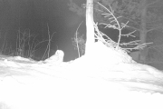 Knut 9 januar 2019 - Kattugle i Maridalen, godt jobba Knut