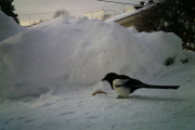 Morten 29 januar 2019 - Men Skjæra er på plass like etterpå