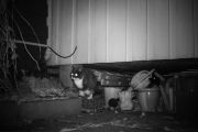 Morten 7 november 2019 - Vi vet jo at det er mus her så vi ønsker kattene velkommen