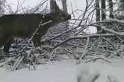 Knut 21 januar 2020 - som da blir 4 mars. Kvister går ned på høykant