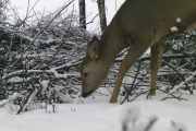 Knut 21 januar 2020 - som blir 4 mars. Vi for håpe Knut har lært  dette med å stille dato og klokkeslett til neste gang